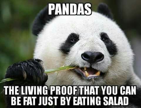 Funny panda Jokes