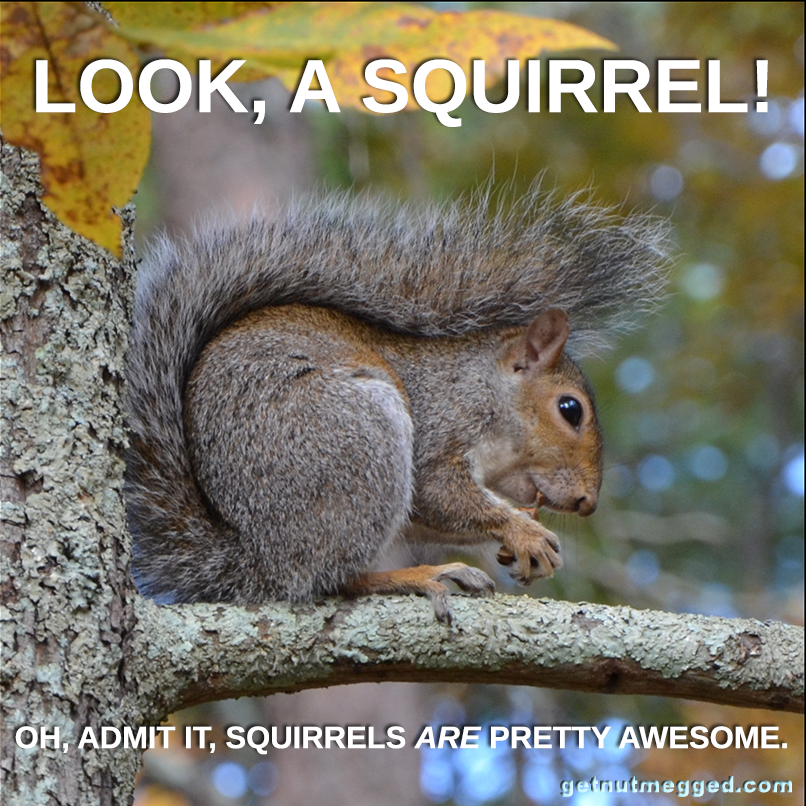 Squirrel in a suit with the text 'What do you call a squirrel who just got a new suit? A dressy-tail!'